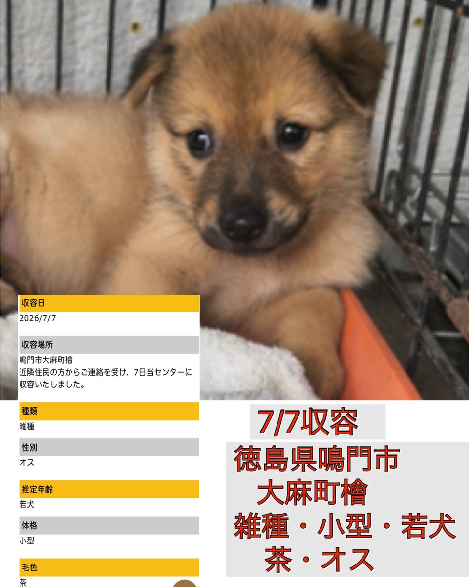 Rubylov65969168's tweet photo. ＃今から始まる幸せへのカウントダウン

🆘徳島県動物愛護管理センター🆘

7/7に徳島県鳴門市大麻町檜で
1匹の男の子が近隣住民の連絡で
又センターに収容されました

丸い目がとても愛らしい仔犬です
母犬の元に帰りたい‼️
まだあどけない仔犬に何故こんな
不安な思いをさせるのでしょう

皆様の拡散だけがこの子の希望です
幸せな未来へ繋ぐ為にどうか皆様の
お力をお貸し下さい🙏

拡散  応援をよろしくお願い致します

https://t.co/bqCFv4X13q