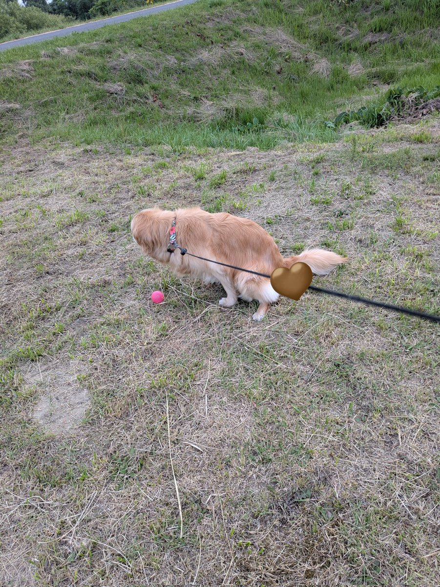 Akopere's tweet photo. ボール遊びしたいけど💩もしたいお年頃 https://t.co/n7lH4TJa2w