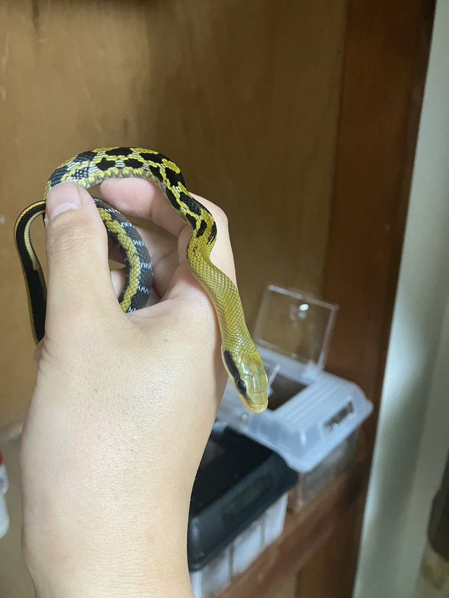 yamsanbb's tweet photo. カナンスジオ♂
1年ちょいでこの成長
余裕のメーター越え https://t.co/FrprLhdTyA