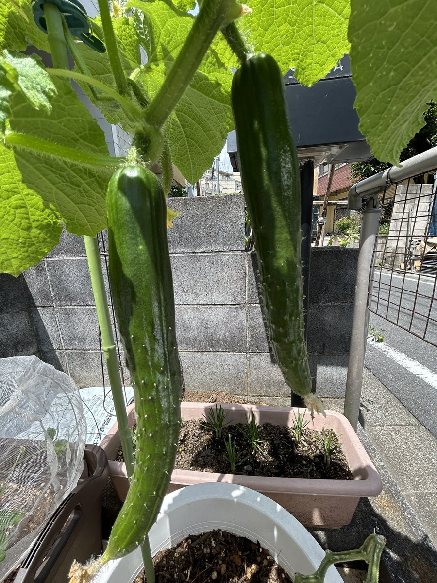 mmmmocomoco's tweet photo. きゅうりと大葉を収穫
とりたては瑞々しくてアクが少ないのね😋
子どものように育てた🥒
明日もとれそう
#家庭菜園初心者 https://t.co/wQ97VnA6l5