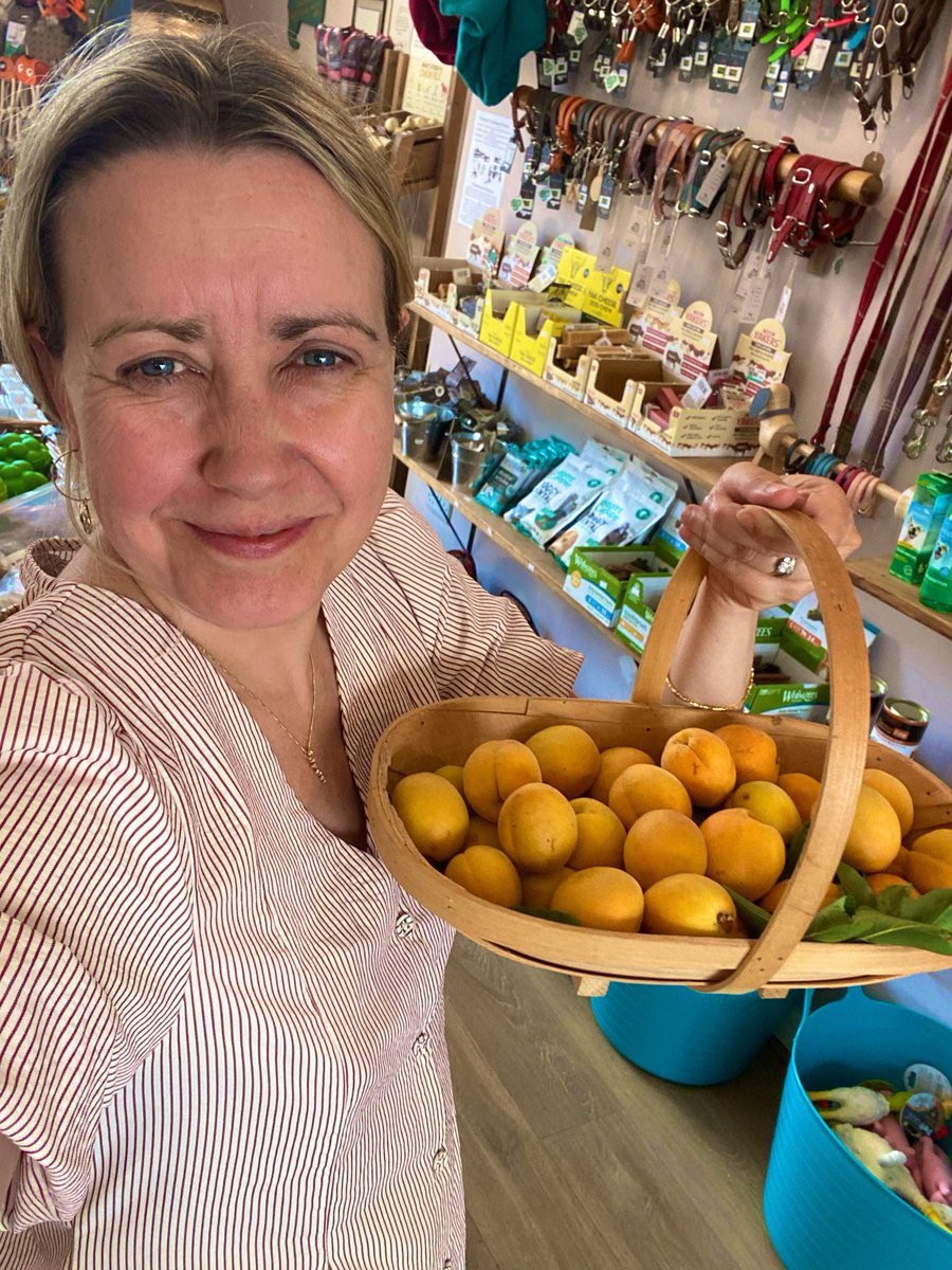 bemorebob2's tweet photo. Today’s little story about retail: our best ever pal T has a glorious apricot tree, and look what she gave to us! 
This morning I have done the following things to try & promote our business:
⭐️ contacted a local hotel & asked if they’d be willing to collaborate with us
⭐️ worked on a blog explaining why grain free treats are popular
⭐️ contacted the local tourist board again and asked if we can work together 
I have decided to do 3 activities each morning along the same lines.