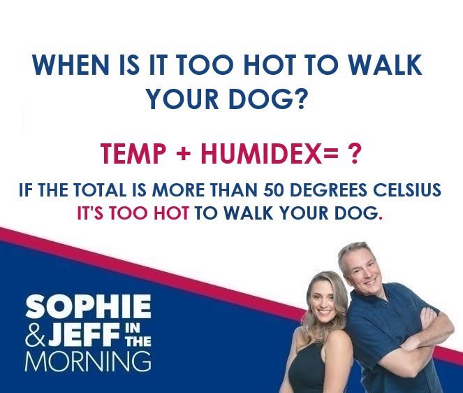 Move100Ottawa's tweet photo. ATTENTION‼️: this is a PSA for all the fur babes out there.  Spread the word. #SophieandJeff https://t.co/XUmPkNgOEr