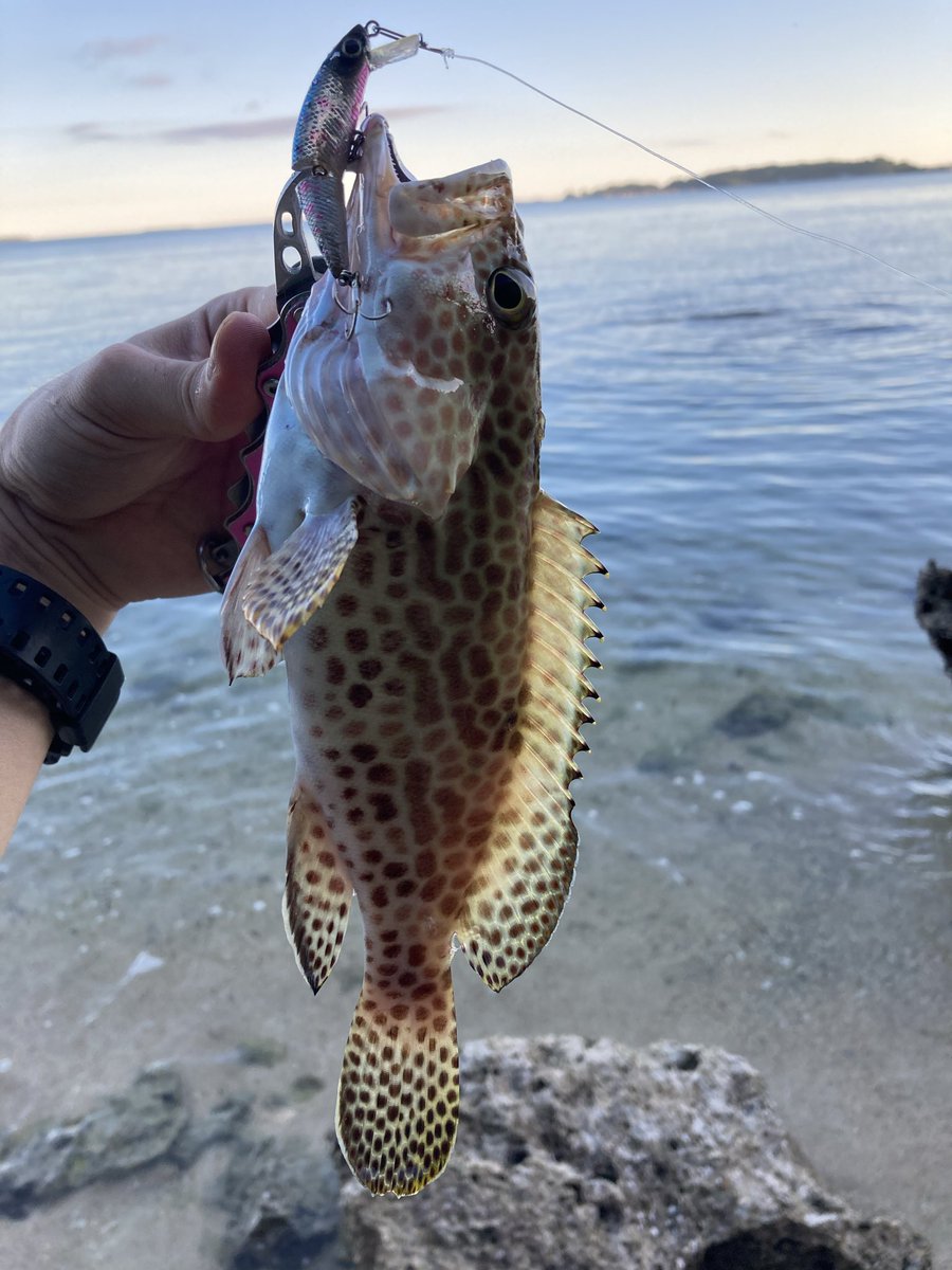 ginomasa's tweet photo. 夕まずめ2時間ぐらい投げてどうにかイシミーバイ×2
最近釣りさーが多いからかショアから釣れるイシミーバイの数減ってきてる気がする　サイズも小さいのばかりだし https://t.co/ccuQ9whVtq