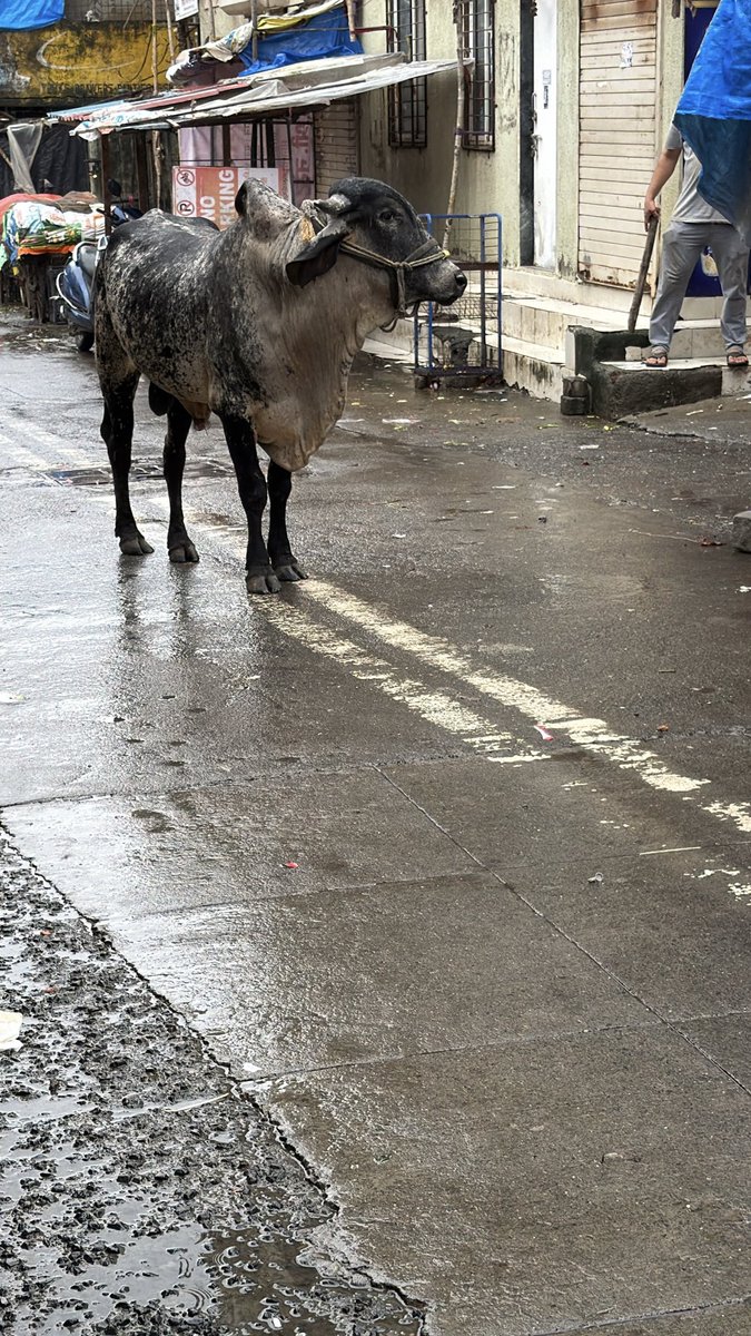 Chemburm74's tweet photo. seize the animals and take strict action against the owner before a serious accident occurs.
Please treat this matter as urgent. https://t.co/HApNoLZzGk