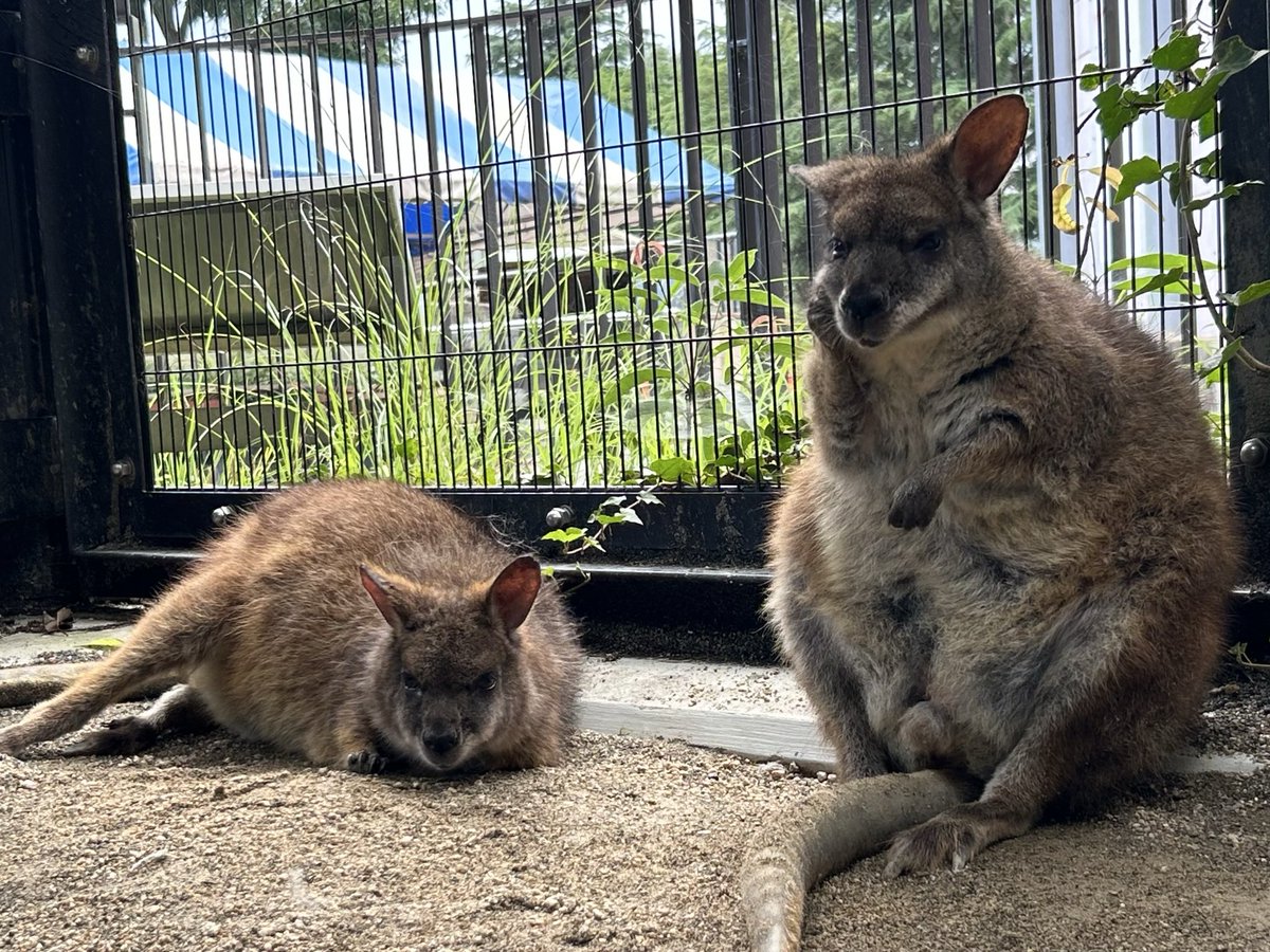 FukuyamaZoo's tweet photo. #バラ ちゃんは寝てる
#コスモス くんはピースしてる
#タカオ福山動物園 #パルマワラビー #可愛い https://t.co/bW5lH8sIpa