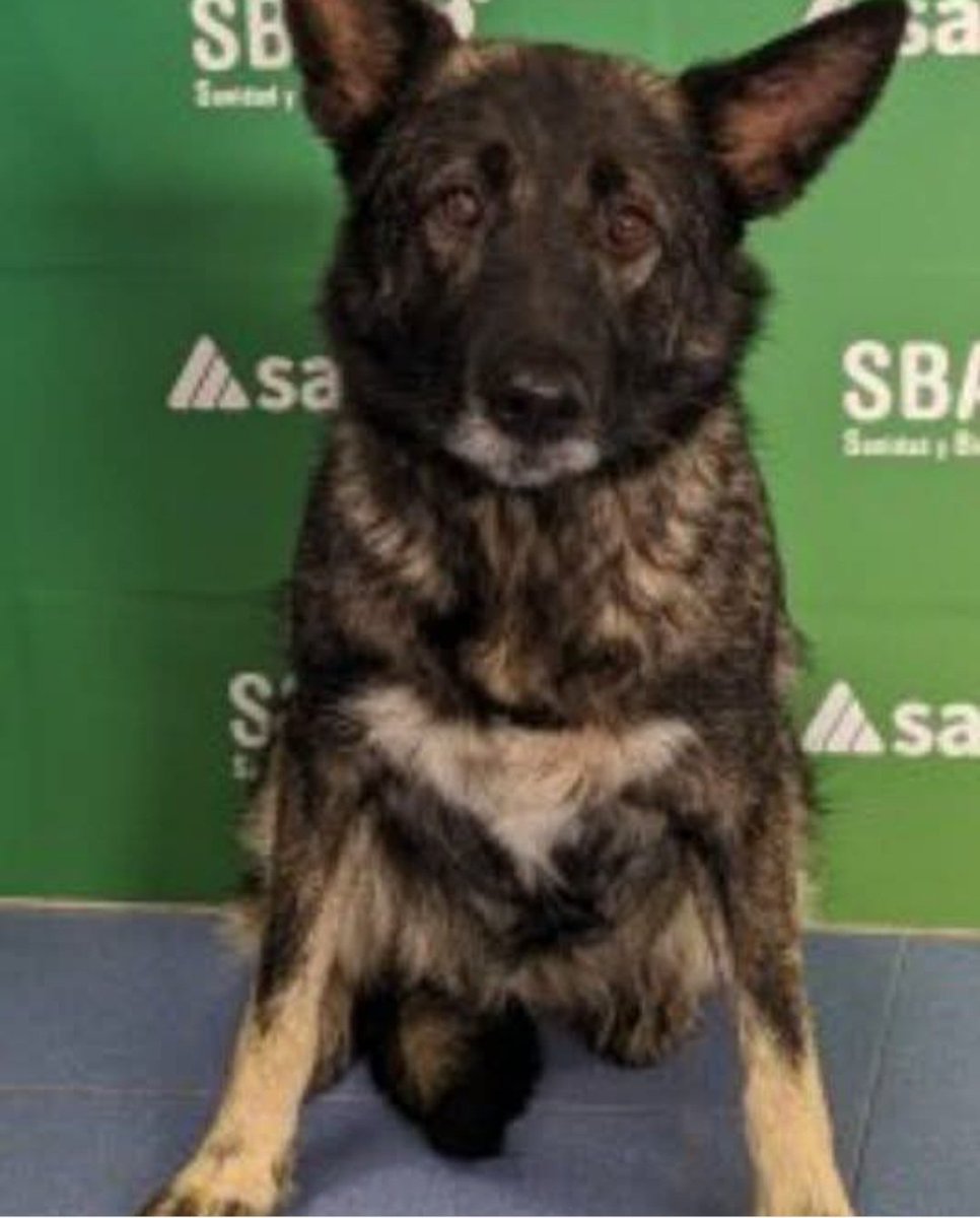MarioliRm's tweet photo. Valencia
Golfa lleva 1 año en la perrera y para sacarla necesitamos al menos acogida 🥹
Tiene 9 años y tiene mucha vitalidad,es senior y es muy triste q acabe su vida en esta jaula donde solo se oye aullidos de dolor.
La acoges o adoptas?te ganarias el cielo🙏
Whatsapp 601463323 https://t.co/xiF1NwBtHY