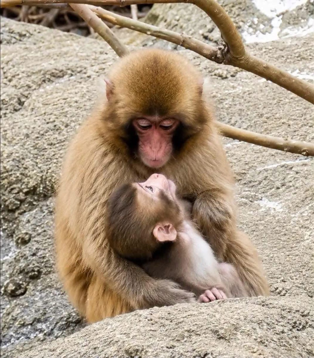 pu2022138's tweet photo. 🐵💕

애교 많은 아기 원숭이와 그 모습을 
다정하게 받아주는 펀치 🥹🤎

꼭 안아주는 듯한 따뜻한 분위기와 
말없이 전해지는 다정함에 절로 미소가 지어집니다. 

함께 있는 모습만 봐도 마음이 편안해지고 
힐링이 되네요.

앞으로도 이렇게 서로 의지하며 
행복하게 지내는 모습을 오래오래 보고 싶어요 🥰🍃