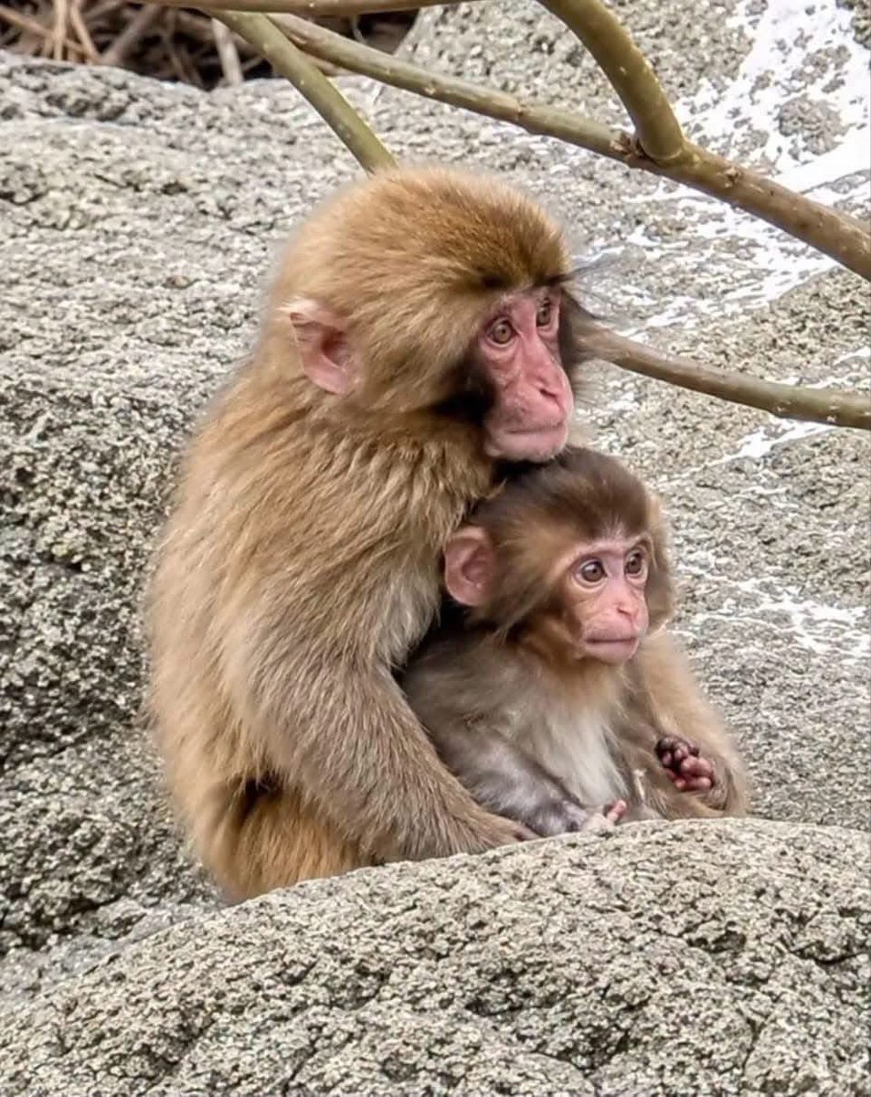 pu2022138's tweet photo. 🐵💕

애교 많은 아기 원숭이와 그 모습을 
다정하게 받아주는 펀치 🥹🤎

꼭 안아주는 듯한 따뜻한 분위기와 
말없이 전해지는 다정함에 절로 미소가 지어집니다. 

함께 있는 모습만 봐도 마음이 편안해지고 
힐링이 되네요.

앞으로도 이렇게 서로 의지하며 
행복하게 지내는 모습을 오래오래 보고 싶어요 🥰🍃