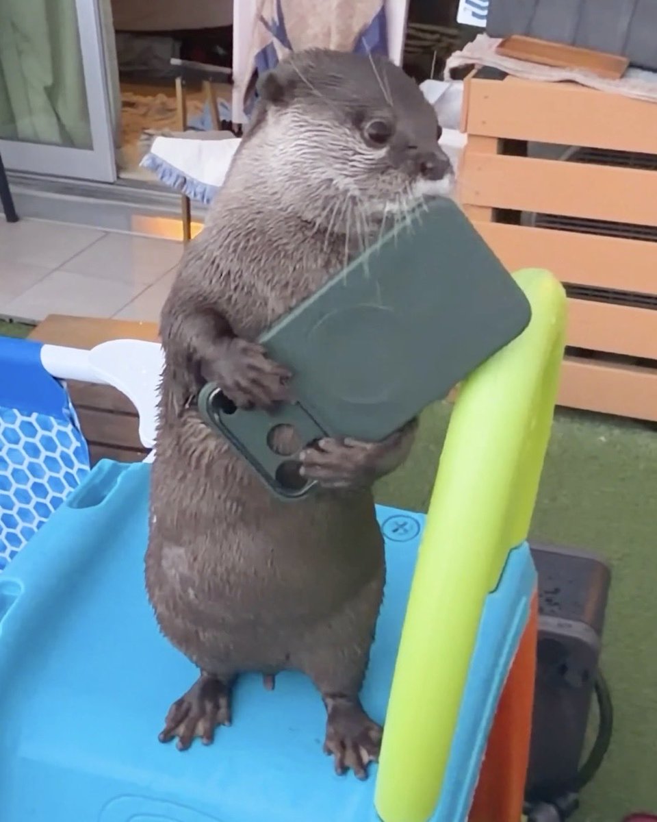 カワウソ コタロー&ハナ Otter Kotaro&Hana (@Cotsumet) / Posts / X
