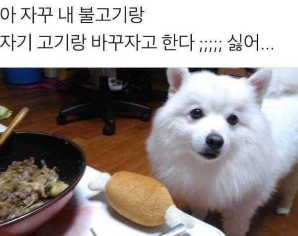 sattosi84's tweet photo. 불고기가 먹고싶은 강아지. 자꾸 물물교환을 요청한다 https://t.co/9LWzXsYbjz