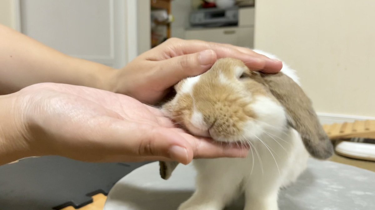 226LED's tweet photo. ぼ～くのママしゃんなのらぁ💕🐰💕

#うさぎ #うさぎ好き #bunny https://t.co/2ErxVK1bR7