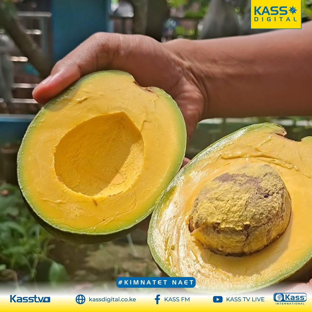kass_fm's tweet photo. Prices are high but hii quality 🔥... would you still buy? 
#KassFM #KassDigital #KassTV #Avocado #ShambaFresh https://t.co/YsWTTmSnYM