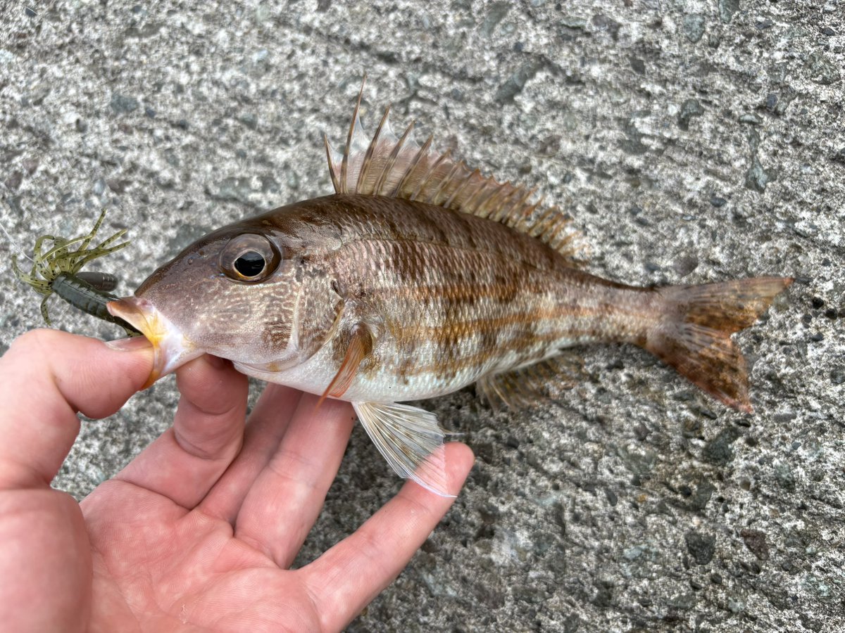 k1234512345kk's tweet photo. 今日は1日釣り
朝のカマス祭り、フエフキ？連発、アカハタカサゴに今シーズン初ソーダ！
そしてラッキーデカイサキでした🤤
色々回ってヘトヘトだけど楽しかった〜！
イカも狙ったけどそっちはダメ https://t.co/hOniG0RrKi