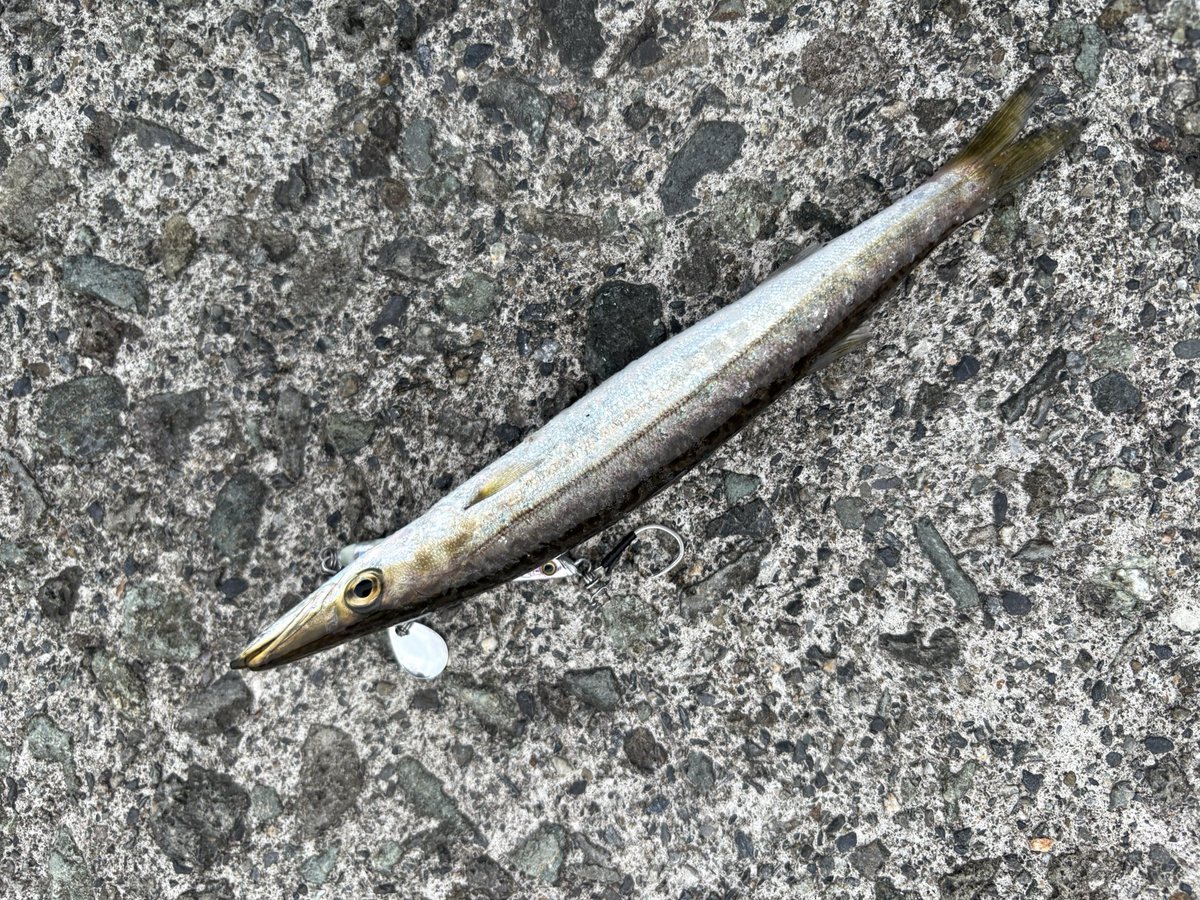 k1234512345kk's tweet photo. 今日は1日釣り
朝のカマス祭り、フエフキ？連発、アカハタカサゴに今シーズン初ソーダ！
そしてラッキーデカイサキでした🤤
色々回ってヘトヘトだけど楽しかった〜！
イカも狙ったけどそっちはダメ https://t.co/hOniG0RrKi