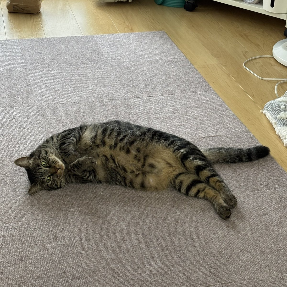 rok_nanata's tweet photo. 最近こんな感じで
みっちゃんが落ちてます。
ころころんころんころ〜ん https://t.co/HdHufvkocw