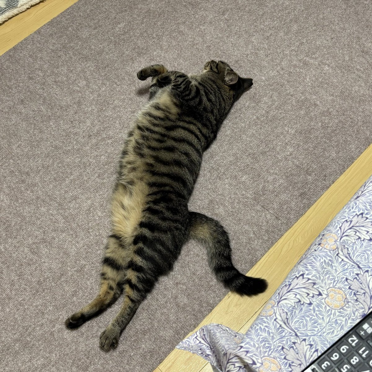 rok_nanata's tweet photo. 最近こんな感じで
みっちゃんが落ちてます。
ころころんころんころ〜ん https://t.co/HdHufvkocw