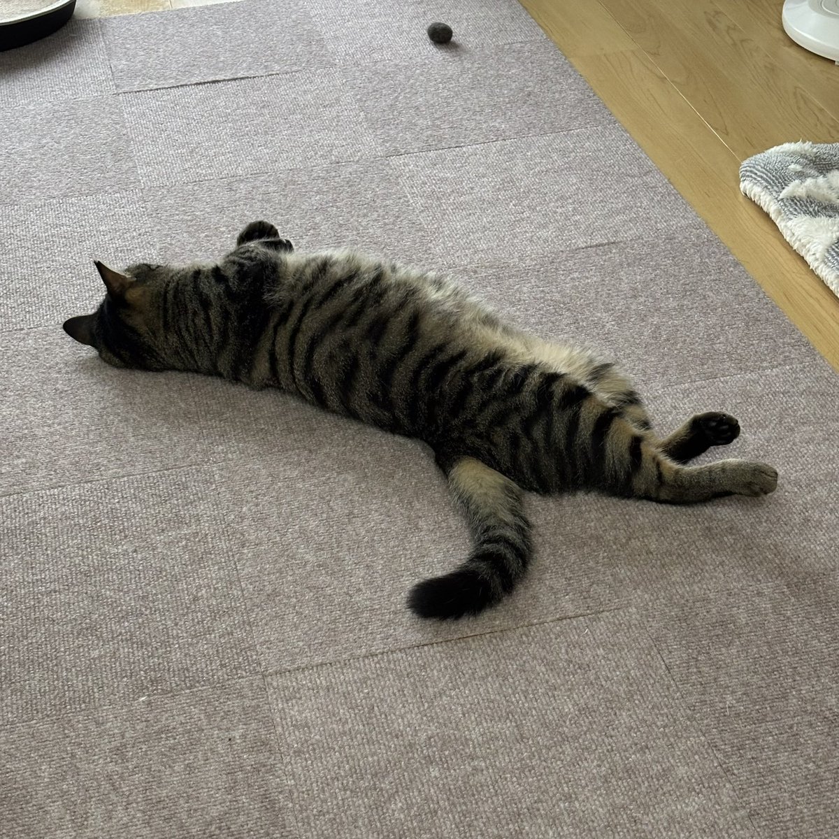 rok_nanata's tweet photo. 最近こんな感じで
みっちゃんが落ちてます。
ころころんころんころ〜ん https://t.co/HdHufvkocw