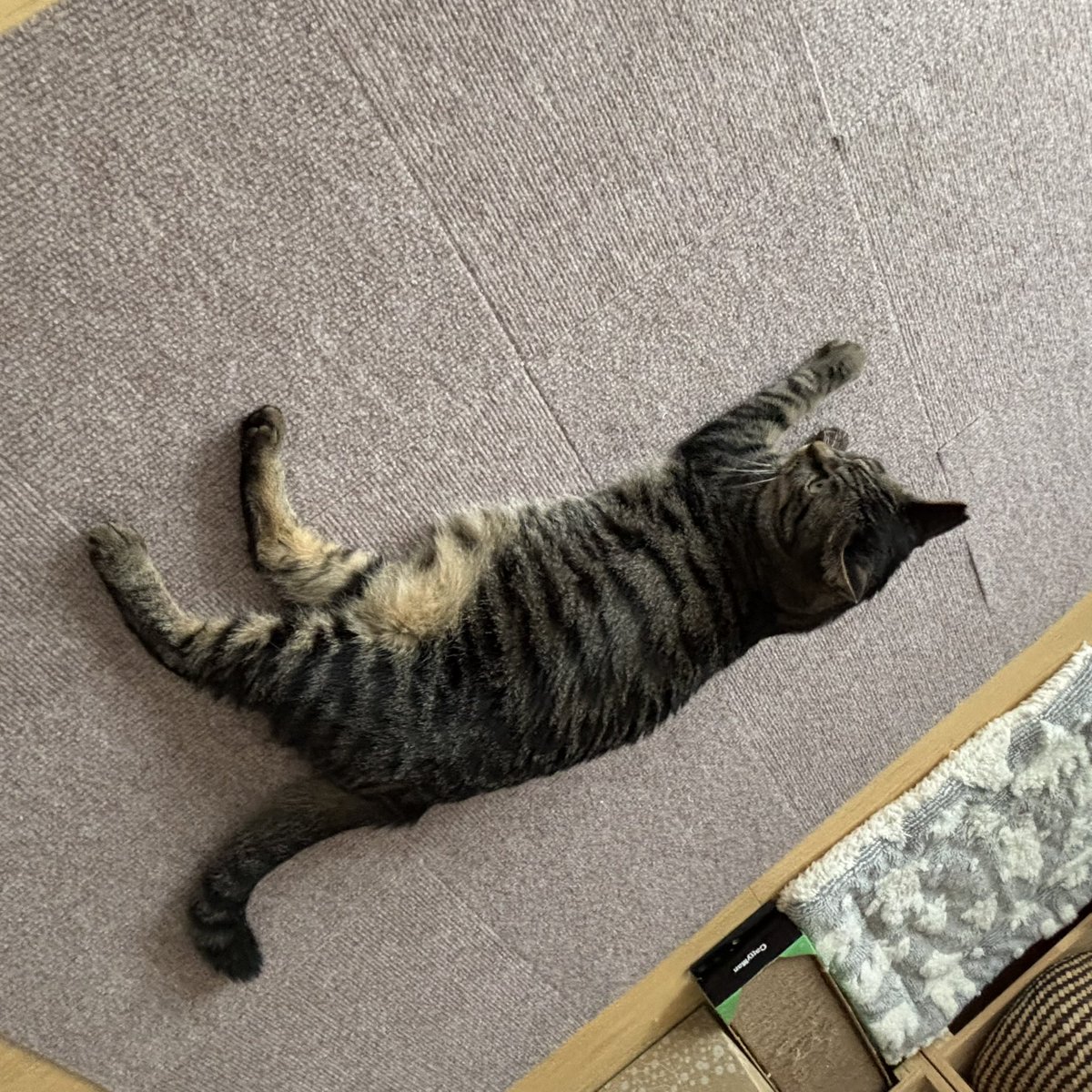 rok_nanata's tweet photo. 最近こんな感じで
みっちゃんが落ちてます。
ころころんころんころ〜ん https://t.co/HdHufvkocw