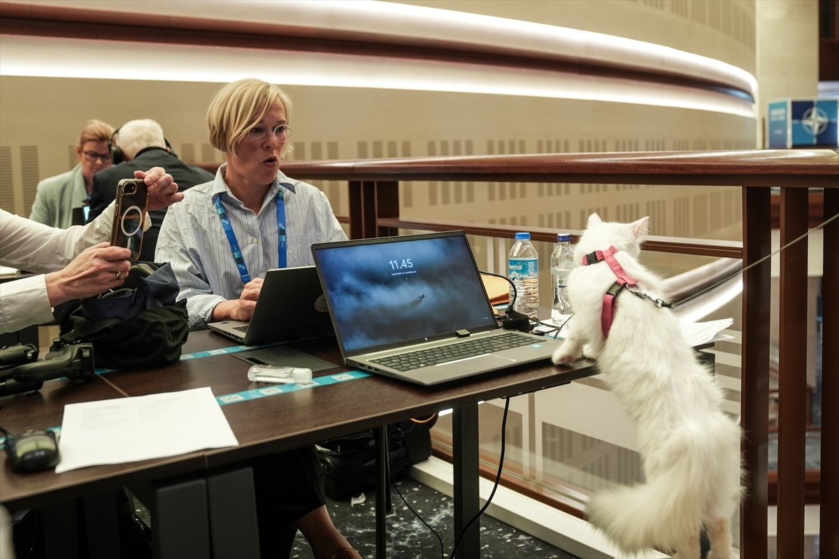 bosunatiklama's tweet photo. Yabancı gazetecilerin Ankara kedilerine olan ilgisi: https://t.co/TOqVYofeY9