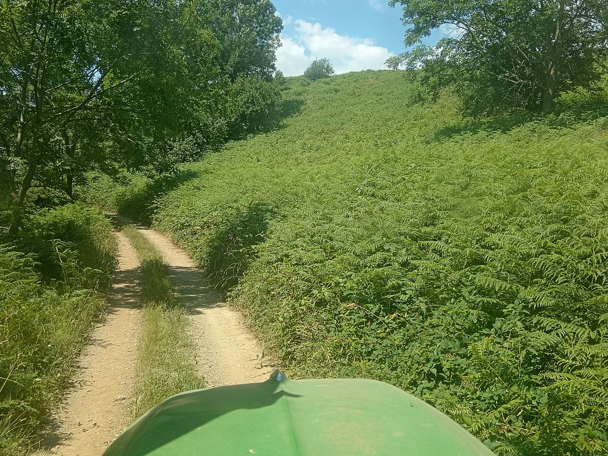 xaiecologic's tweet photo. Ho sabeu pas si al Valhalla també hi ha falgueres????
Perquè si és així m'estimo més que em cardin a l'infern de les calderes d'en Pere Botero per tota l'eternitat.
Aleee, cròniques, aventures i malediccions de la vida ruralota a muntanya. https://t.co/ybQDh8X0R6