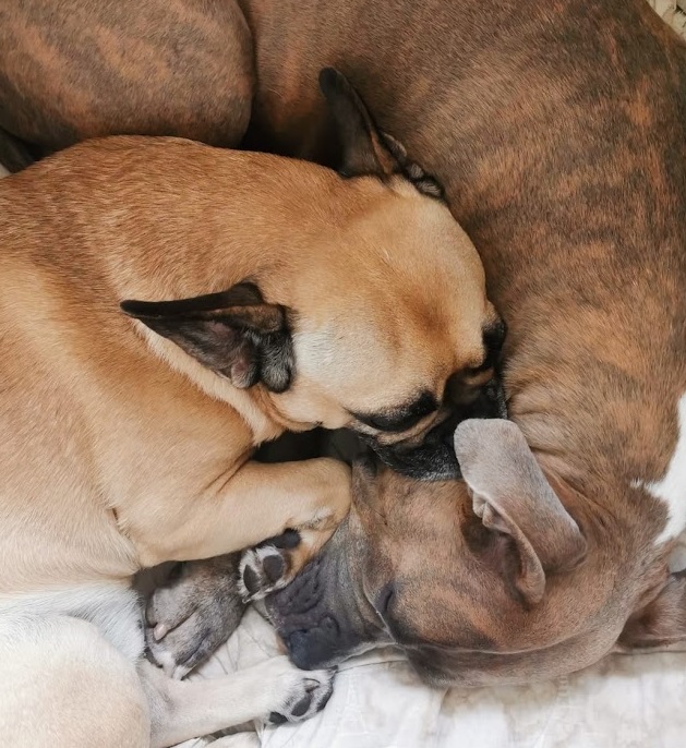 SETHVAND00M's tweet photo. 🐾Wir benötigen Eure Hilfe für unsere Fellnasen 🐾

Ihr Lieben, die vergangenen Wochen waren für uns ein absoluter Albtraum. Seit Mai hat unsere beiden Stinker eine Welle überrollt und sie wurden nacheinander schwer krank. Nun ist die Große glücklicherweise inzwischen... 1/x https://t.co/IQItmpuRZQ
