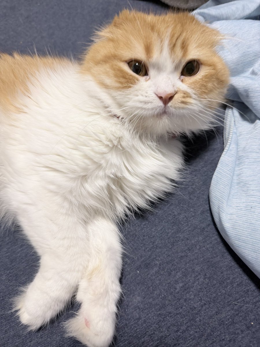 guusu_rom's tweet photo. 泣いてたら泣き止むまでそばにいてくれる先住猫
何してもどこまでもついてくる保護猫
空気読まずにクソ元気なアホな犬
撫でられても甲羅に顔を隠さない亀
ただ見てるだけの爬虫類

そんな我が子に囲まれてる毎日です。はい。
写真は蛇ノ目が寝返り打って
起こされてキレてる保護猫です。 https://t.co/AljtS65md3