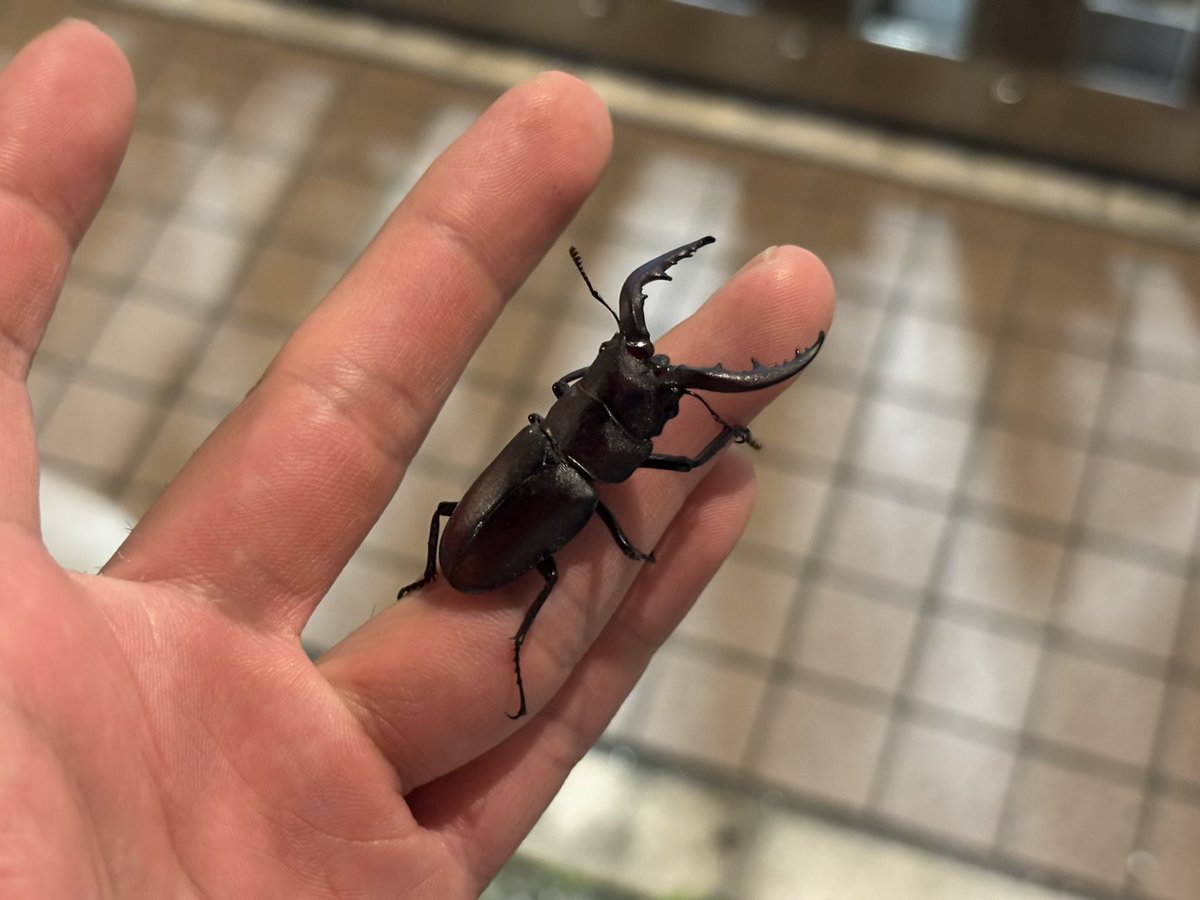 Jelly_8075's tweet photo. 灯下に寄ってきたのっこー
小さめだけどすばらしい水牛 https://t.co/Gxyrdlhmk1