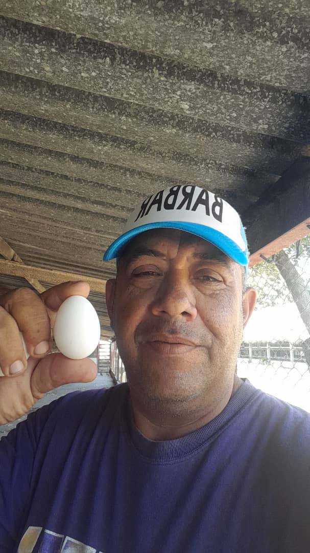 RBodano14539's tweet photo. Un camino de 125 dias y acercandose progresivamente a la fase de ponedoras. Un futuro que promete. #SomosVallerojo https://t.co/YEl0TZiIsr