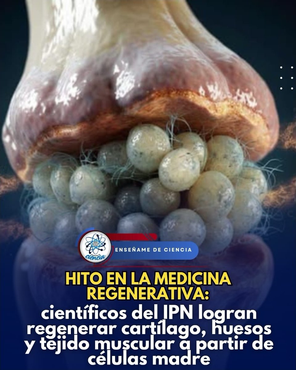 EnsedeCiencia's tweet photo. El equipo de investigadores del IPN logró un importante hito dentro de la medicina. Y es que consiguieron regenerar cartílago, huesos y músculos, así como tejido adiposo a partir de células madre. Específicamente, células troncales mesenquimales, que se extrajeron de la médula ósea.