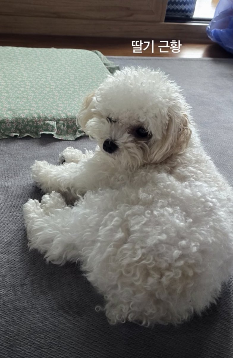 xngsmate's tweet photo. baby ddalgi grew so much ☁️ https://t.co/x3JGaxGm5O