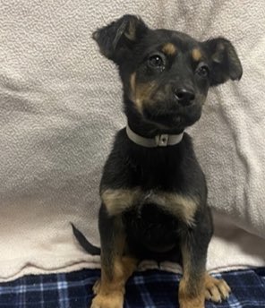 joey_tuccio's tweet photo. During a crippling animal crisis in LA, guess how many times Nithya Raman stepped foot in a kill shelter before she decided to run for Mayor?The answer is zero times. This puppy was killed at one of those shelters by the way. https://t.co/au8PZ3XLin