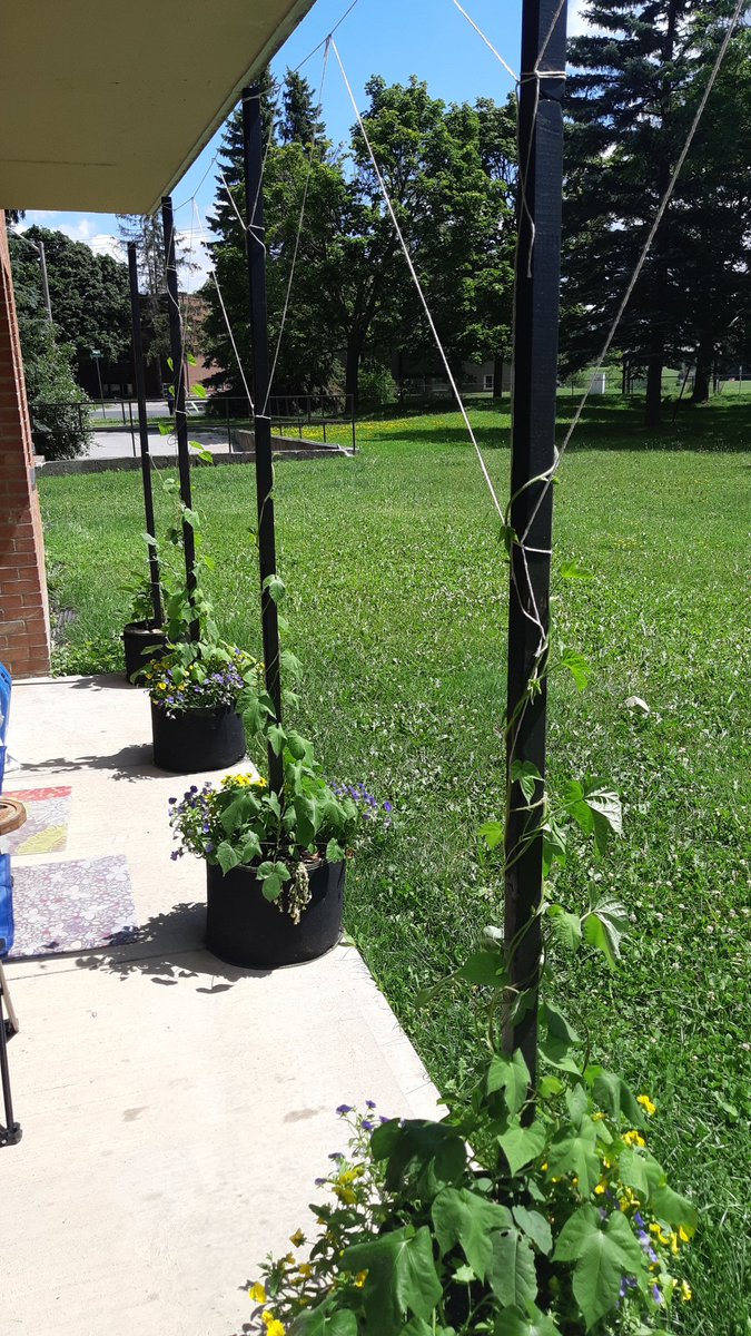Aunt_Phanny's tweet photo. @JamesA1212460 @FringedCanuck It looks great for what you got to work with! I'm trying get some privacy. Morning glories are starting to grow good now. https://t.co/0waZCtPVos