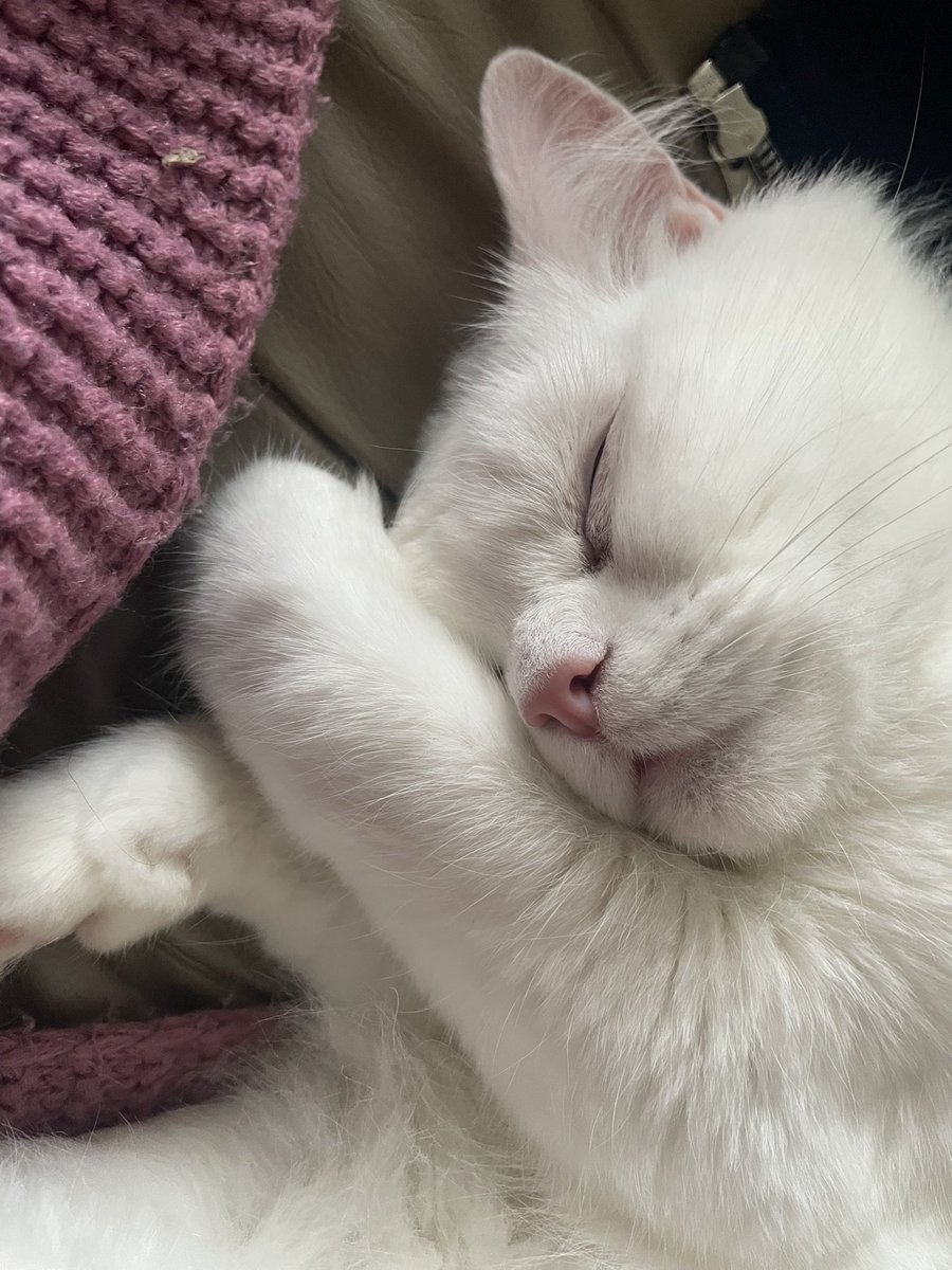 hellororyg's tweet photo. genuinely cannot imagine this creature not being the centre of my universe https://t.co/5jDk7M8YuI