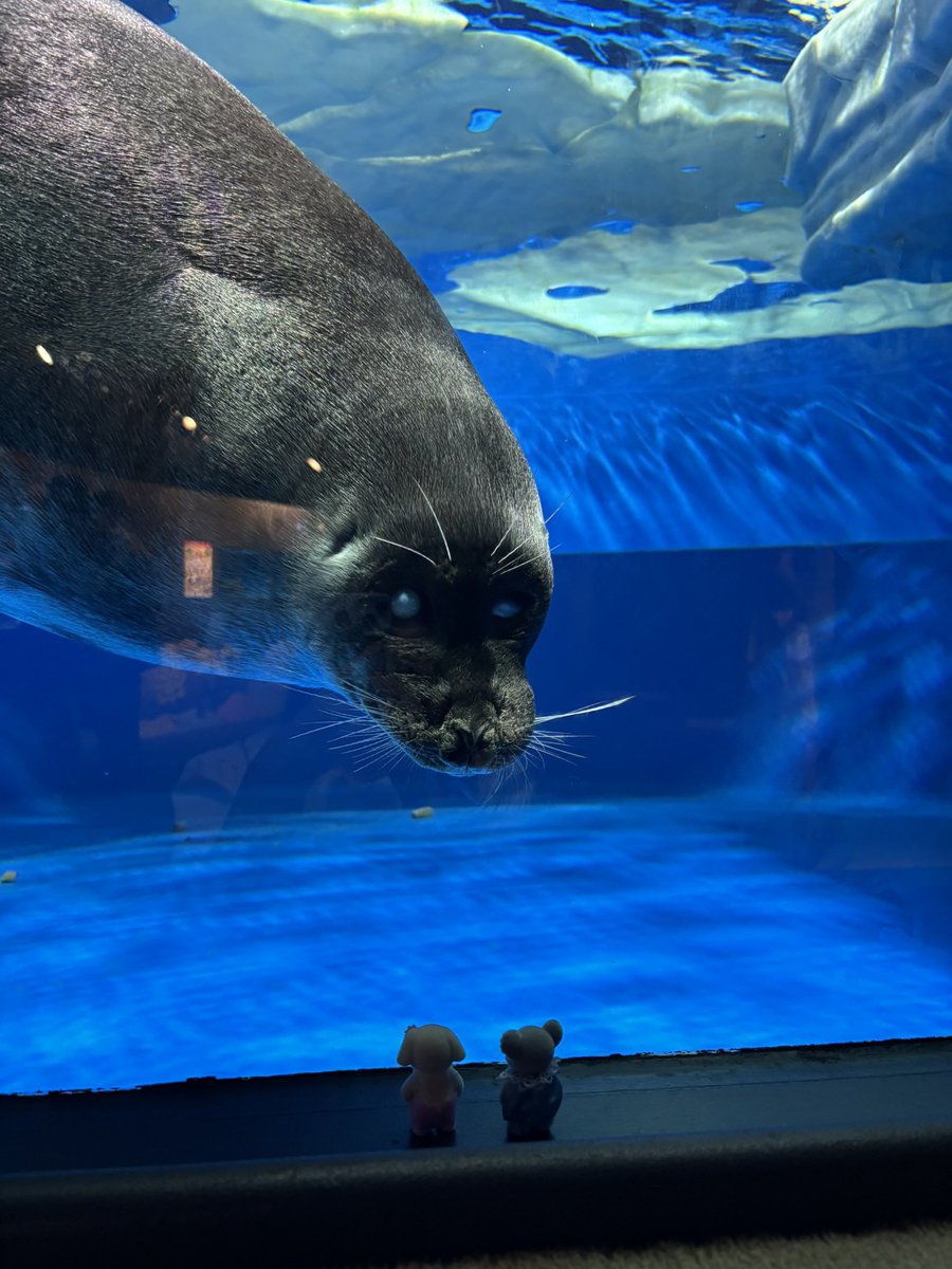 mame70500617841's tweet photo. サンシャイン水族館

バイカルアザラシがじーっと見つめてくれて可愛かった(ง ˘ω˘ )ว https://t.co/yFwuB4XKgC