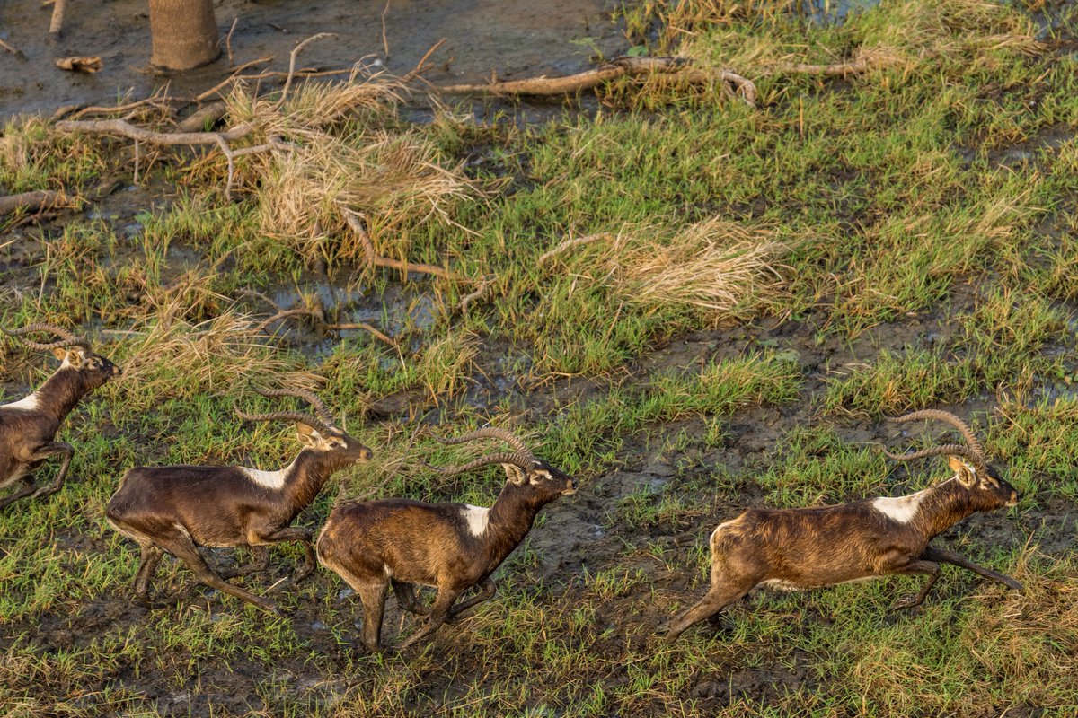 DOT_SSD's tweet photo. The lechwe, red lechwe, or southern lechwe(Kobus leche) is among the antelope species found in the Boma-Badingilo Great Nile Migration. They are so beautiful. 

#ExploreSouthSudan 

@AfricanParks @UNESCO https://t.co/oPqSl5GnE6