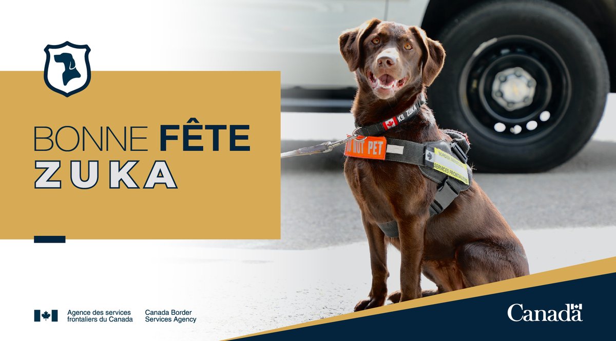 FrontiereCanPRA's tweet photo. Un beau gros Joyeux anniversaire! à #Canin Zuka 

Le #ChienDétecteur Zuka a connu une année exceptionnelle avec 487 fouilles ayant permis d'intercepter 1 032 produits alimentaires réglementés, d'origine végétale et animale. 

#ChiensAuBoulot https://t.co/z2PbbSZzXO