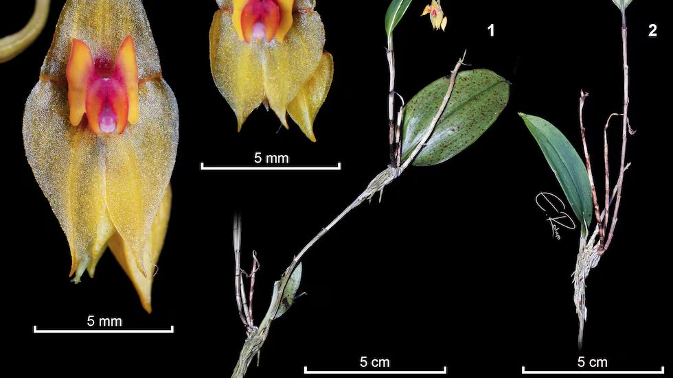 inst_humboldt's tweet photo. Descubren en Colombia una nueva orquídea que honra el legado del botánico León Morales, un referente en el estudio de los árboles en Colombia. | @PrensaUNAL 
https://t.co/gRYW7E3dse https://t.co/dbNpnIAvoh
