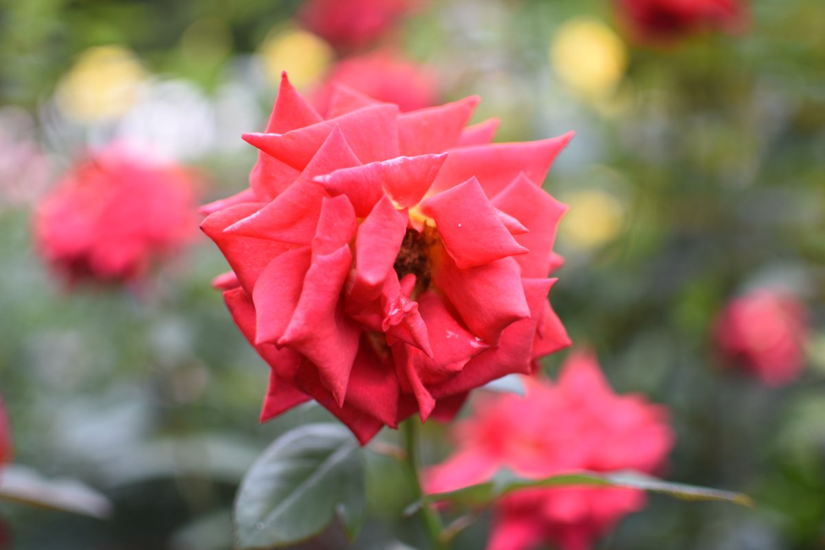 hayayoshi's tweet photo. Roses in a Taisho-Era Garden
#Rose https://t.co/fPuOfkKi1V