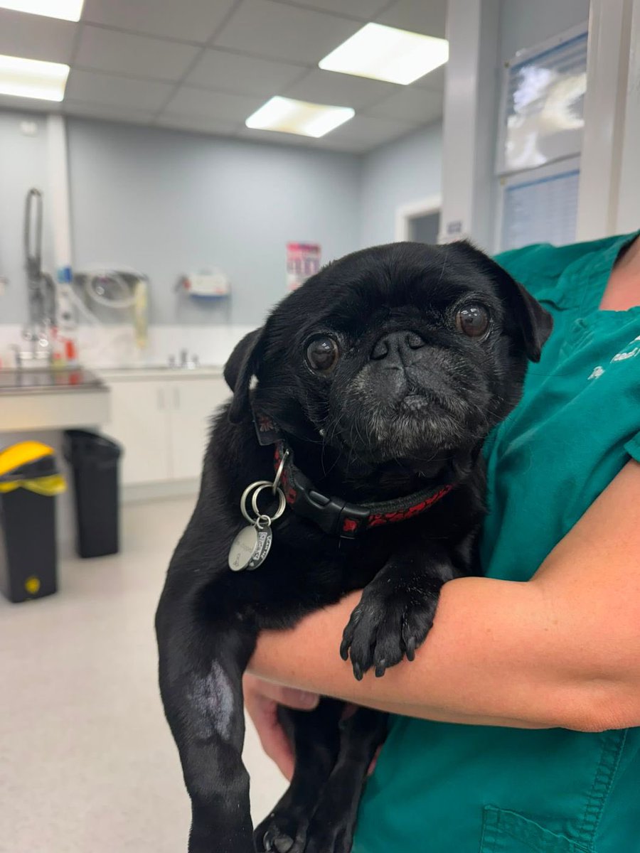 LadyVThePug's tweet photo. Paw friends I’m all better and enjoying cuddles https://t.co/QvAL2lSsrw