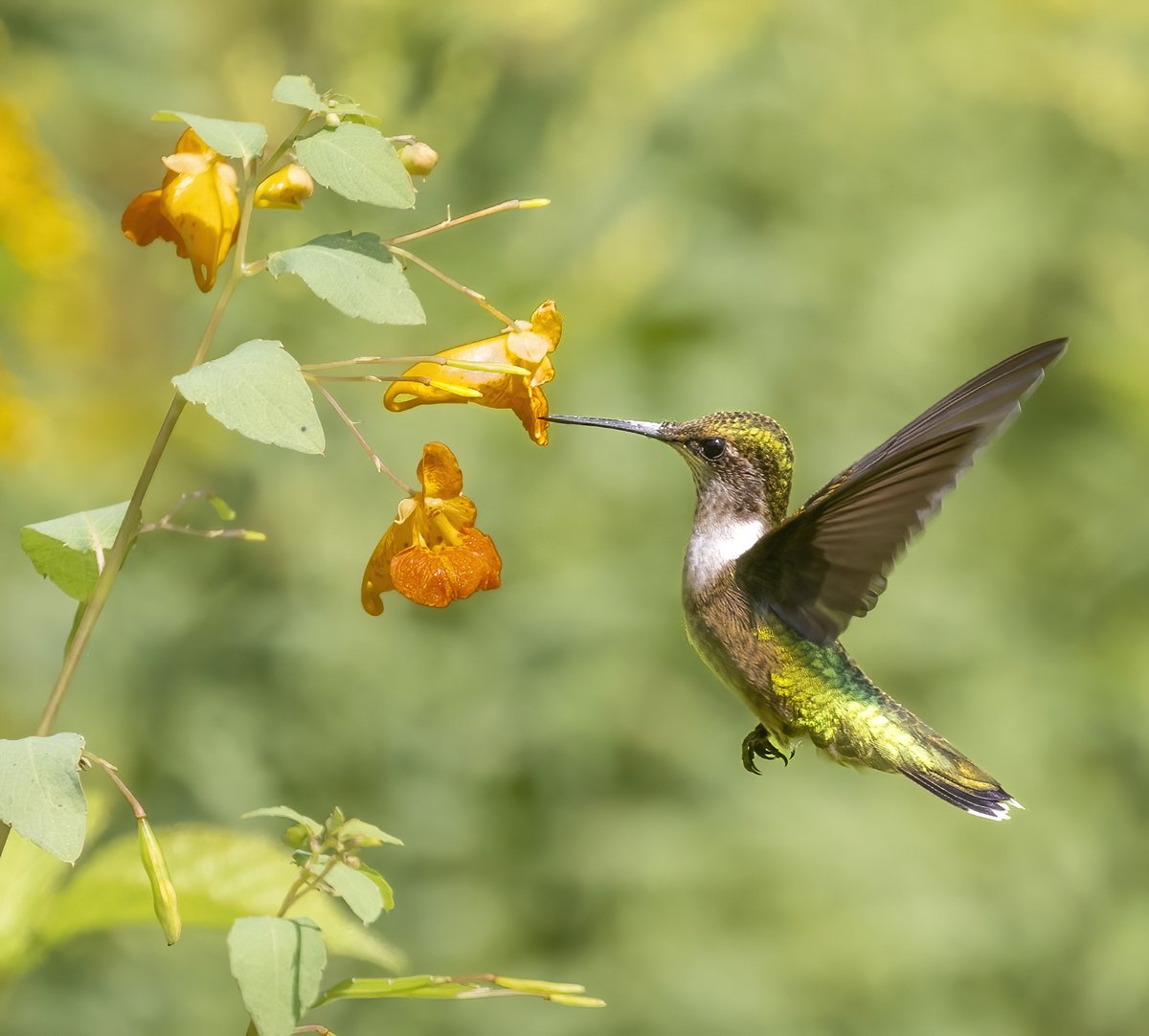 Ruby-throated hummingbirds are amazing flying machines. Their tiny