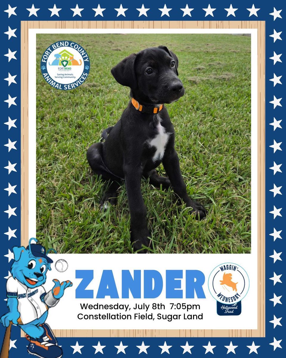 FBCASTX's tweet photo. 🐾⚾ It's Waggin' Wednesday with the Space Cowboys tonight, and we’re bringing twice the cuteness! 

Come meet the adorable puppy siblings Zander &amp; Zendaya, double the fluff, double the fun, and double the reason to stop by! 

These sweet pups will be joining us at the game, https://t.co/bKE3sNct77