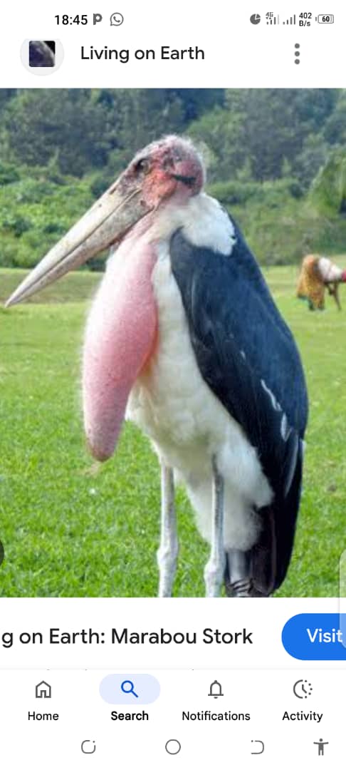 OSimon99858's tweet photo. what name of this bird in english https://t.co/FErfrEM6P0