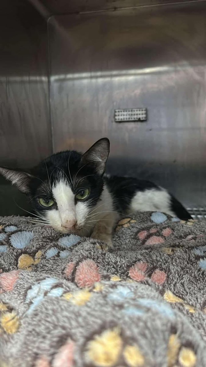 gray_siblings's tweet photo. CHOICE UPDATE
We received an update from the hospital that Choice's condition is not improving and quite dull today. She still doesn't eat so neither poop nor urine is visible. She is already under iv fluids to help her with hydration and on her 3rd day of fip injectables. https://t.co/yLAnQuQXBl