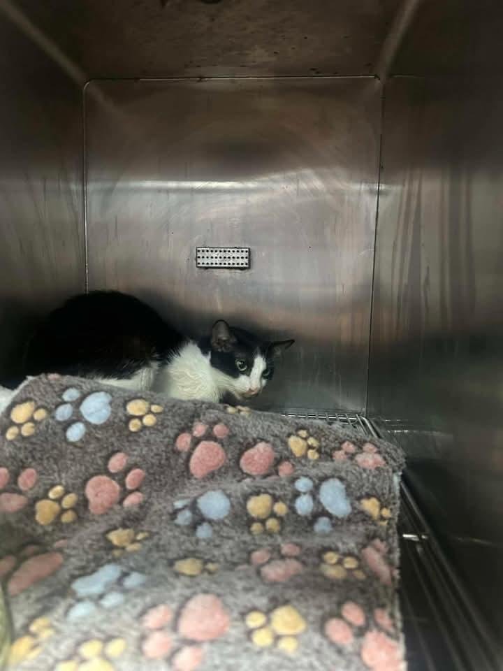 gray_siblings's tweet photo. CHOICE UPDATE
We received an update from the hospital that Choice's condition is not improving and quite dull today. She still doesn't eat so neither poop nor urine is visible. She is already under iv fluids to help her with hydration and on her 3rd day of fip injectables. https://t.co/yLAnQuQXBl
