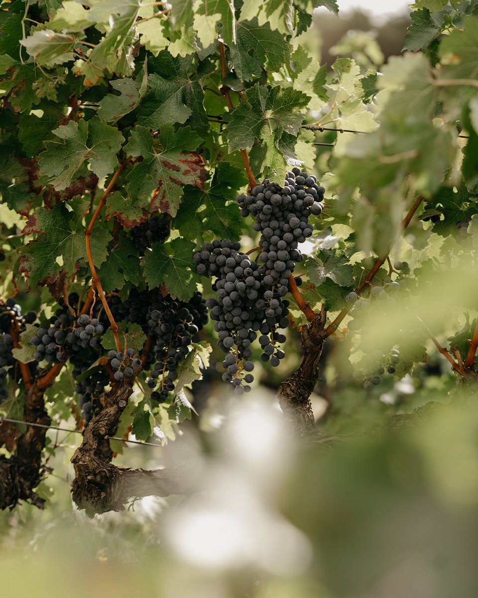 RiojaWine's tweet photo. A juicy development, to say the least. The beautifully lush growth of grapes is a sight of summer that never gets old in Rioja, Spain. https://t.co/y28Yge1fLf