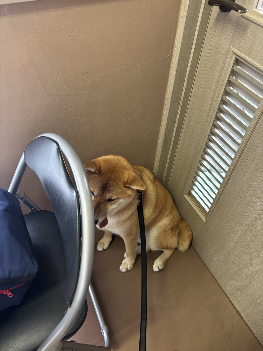 ru____ka106's tweet photo. @motimoti_seizin 動物病院が怖くて隅で小さくなるうちの犬です‼️ご確認よろしくお願いします‼️ https://t.co/cF7AbnSHHQ