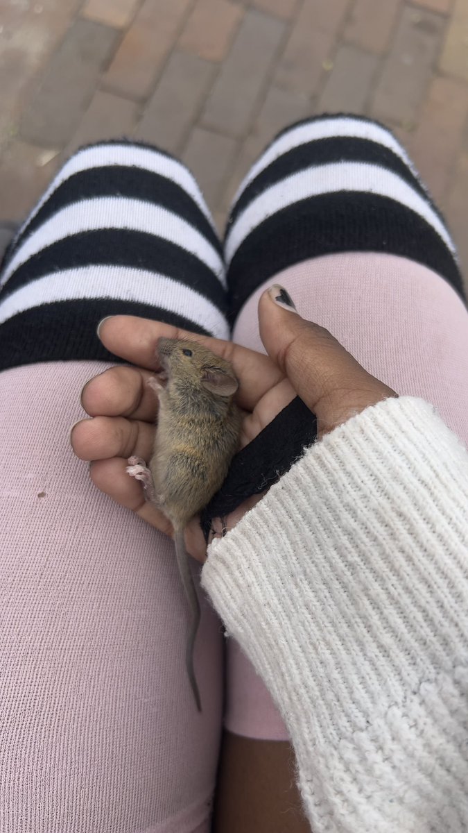 vi0lent_ragd0ll's tweet photo. MY BOYFRIEND THREW A MOUSE AND IT HIT THE GROUND AND DIED?!?!?!  I TRIED TO SAVE IT BUT HE WAS SPASMING IN MY HANDS AND DIED EVENTUALLY☹️ https://t.co/D41JFGKk25
