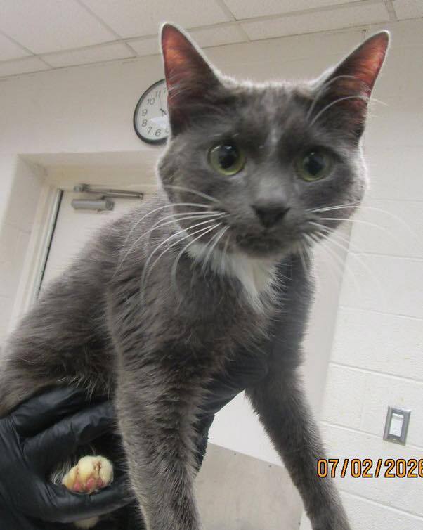 cobbkitties's tweet photo. 🆘 EUTHANASIA IMMINENT 🆘 UNDERWEIGHT KITTY NEEDS OUT ASAP 🆘 ADOPTION OR RESCUE 🆘 

This little guy came to the shelter on 7/2/26 very underweight and in need of some TLC. He’s very sweet and deserves a chance to be loved and cared for. Please don’t le… https://t.co/E8UIIrCu1J https://t.co/McX3qSTeD9