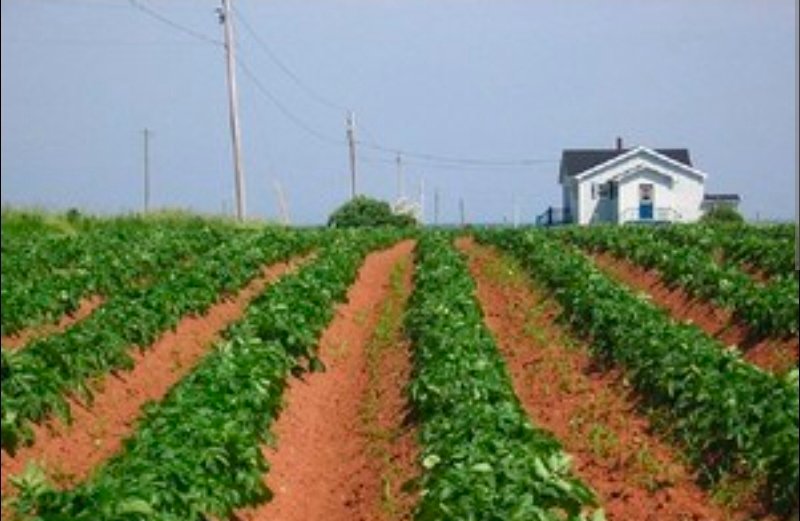 shadowwhixperer's tweet photo. @d_artox Create a mud bed and grow radishes on it
Like 👇 https://t.co/feizRNRfJ2