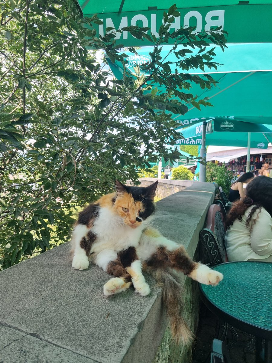 peanut_loves_xx's tweet photo. 열화와 같은 성원?에 힘입어 nn라리짜리 공작샷을 공개합니다 이자식들 진짜무거움
그리고 열심히 그루밍하다가 카메라를 들이대니 멈추고 꼬라보던 고영과
미스터쿡. (다시 e심 만들러 가는 길에 들림)
원래 오늘 발레도 보고 싶었는데 매진인데다 체력도 더 없어서 여기서 끝내야 됨 https://t.co/6D8ZZRVrCY